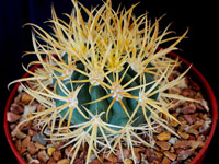 Ferocactus chrysacanthus